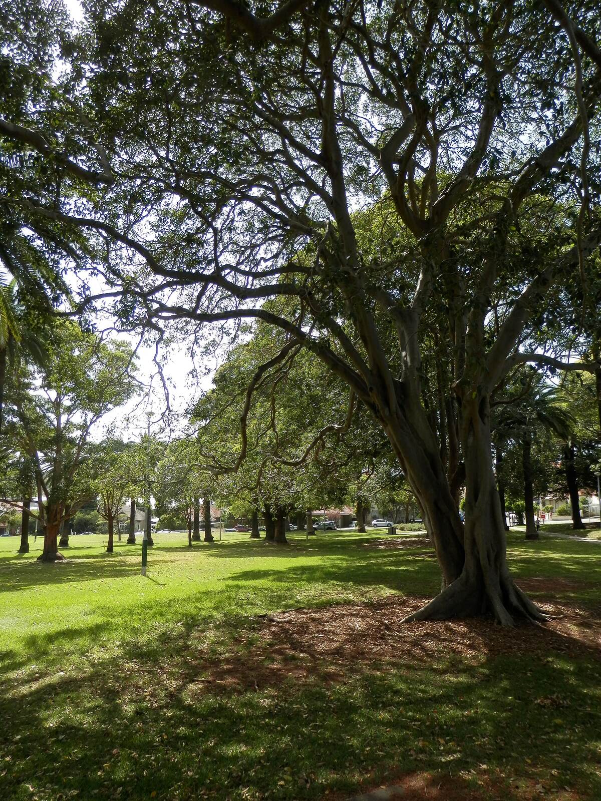 Large spreading fig tree shading the lawn in Ashfield Park