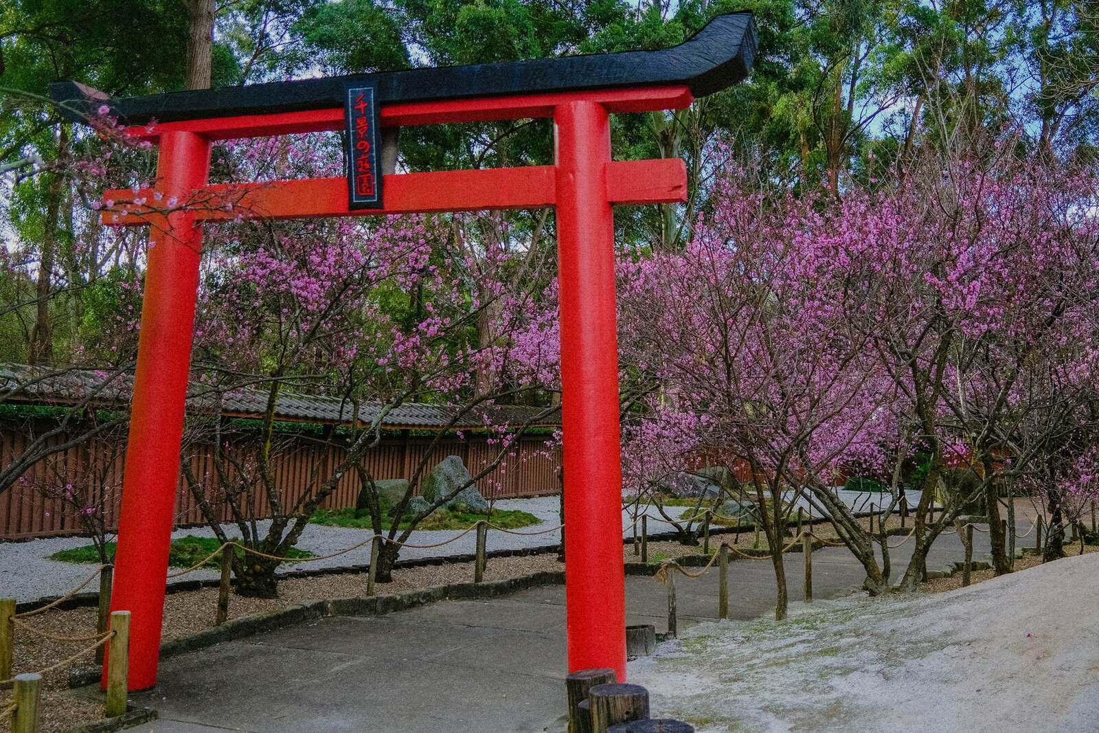 Red torii gate in front of pink flowering trees in the Japanese garden at Auburn Botanic Gardens
