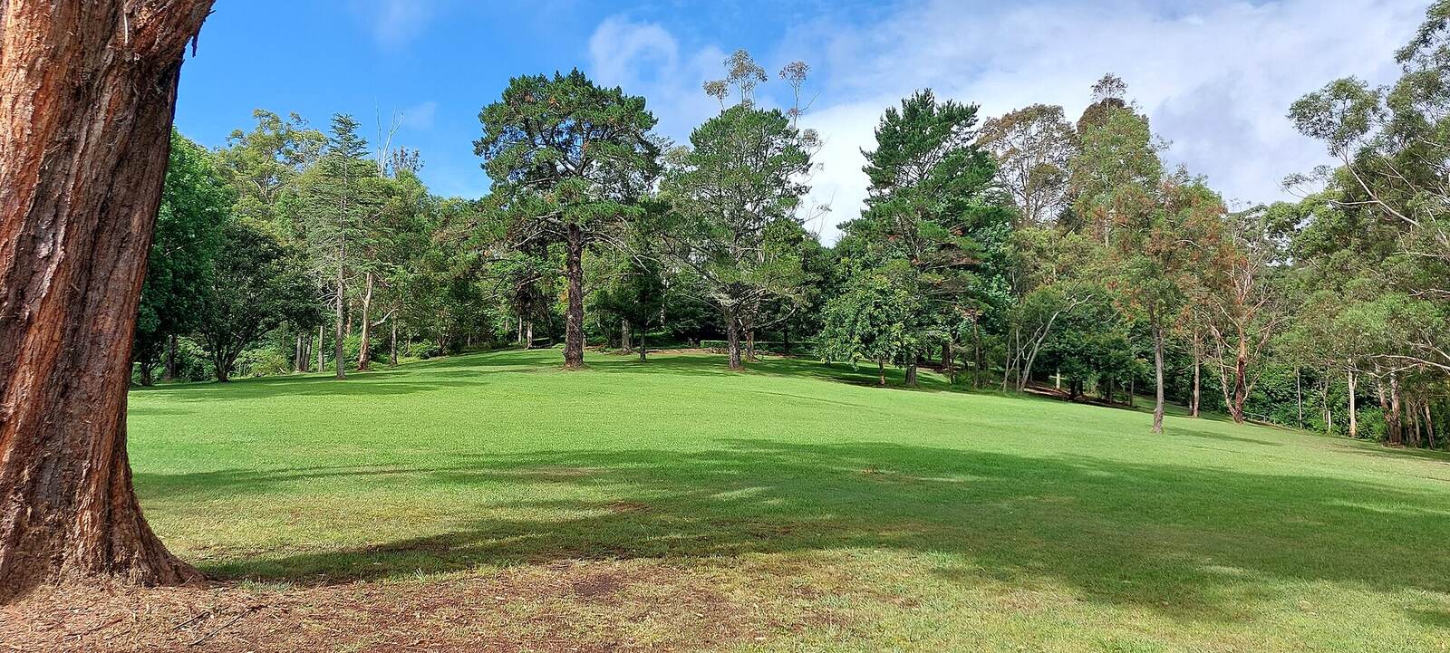 Sloping lawn ringed by tall eucalypts and pines at Castle Hill Heritage Park