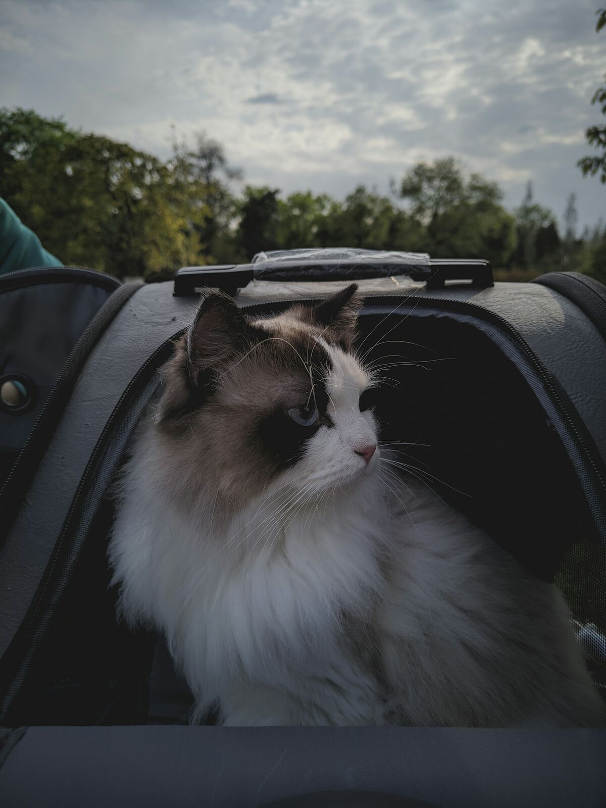 Fluffy ragdoll cat sitting inside an open pet carrier