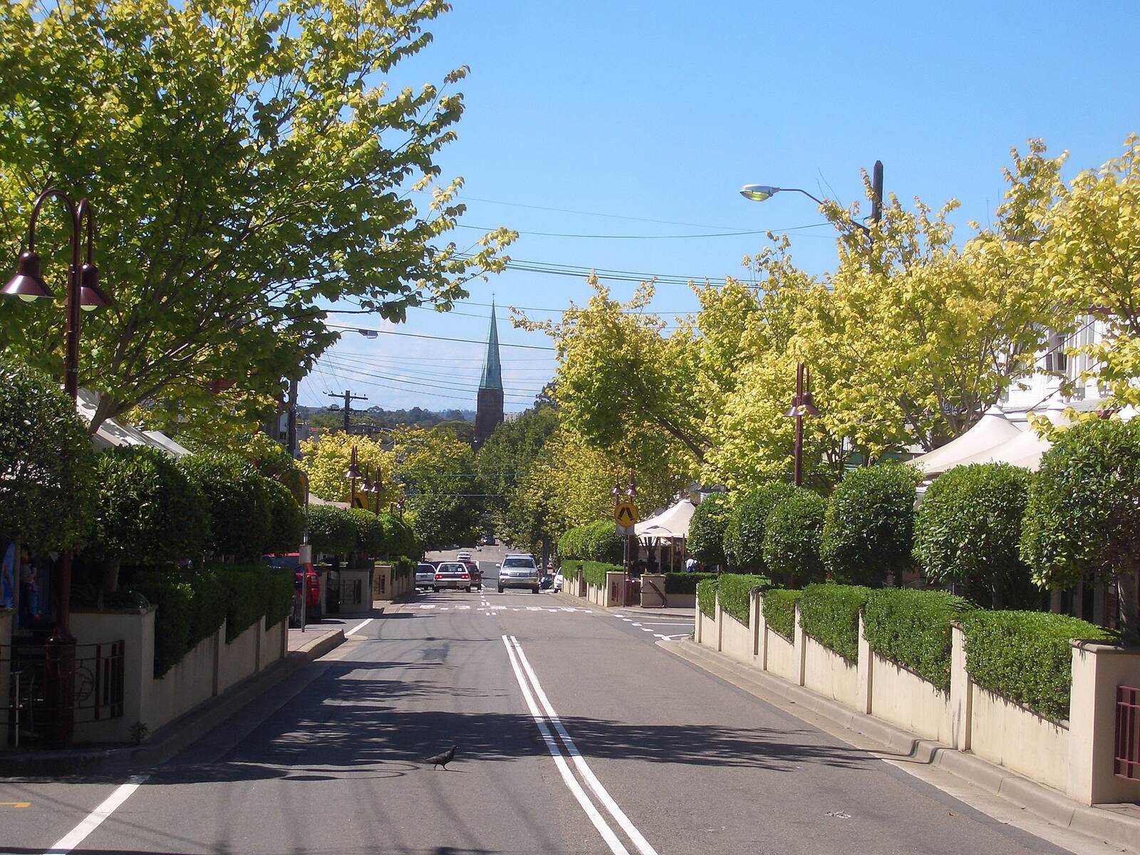 Tree-lined stretch of Willoughby Road in Crows Nest with outdoor dining umbrellas and a church spire in the distance