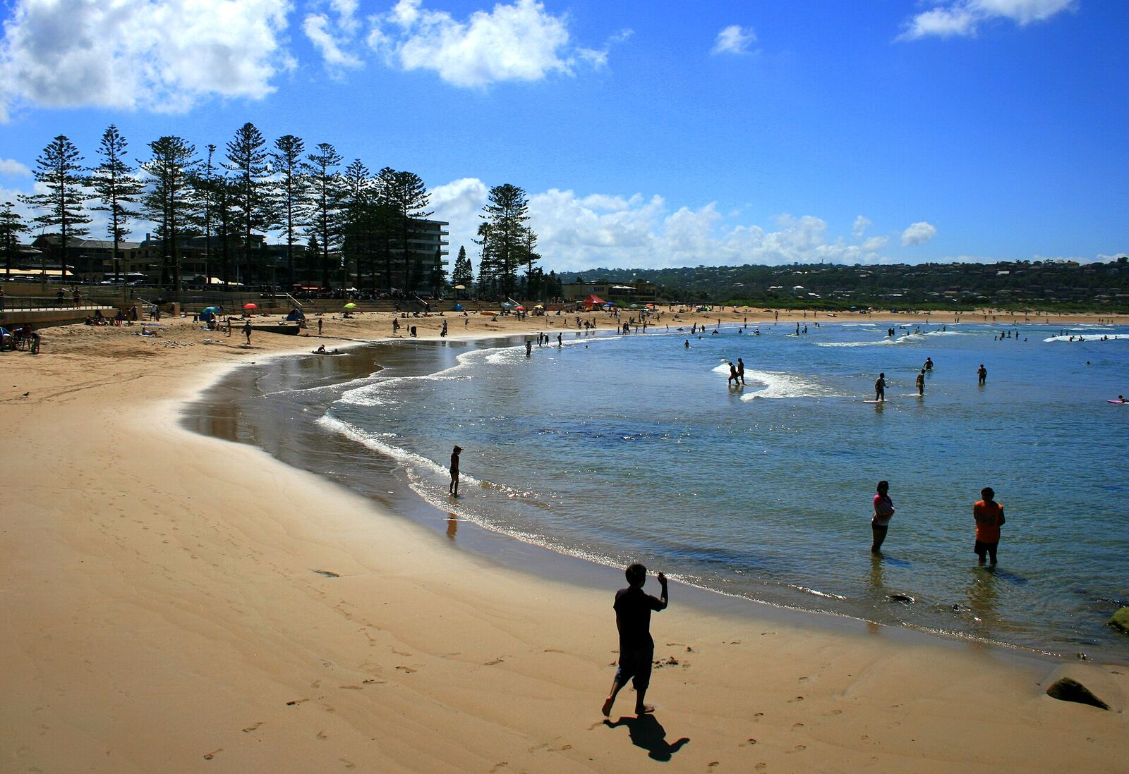 Swimmers in the shallows at the southern end of Dee Why Beach, with Norfolk Island pines along the reserve behind
