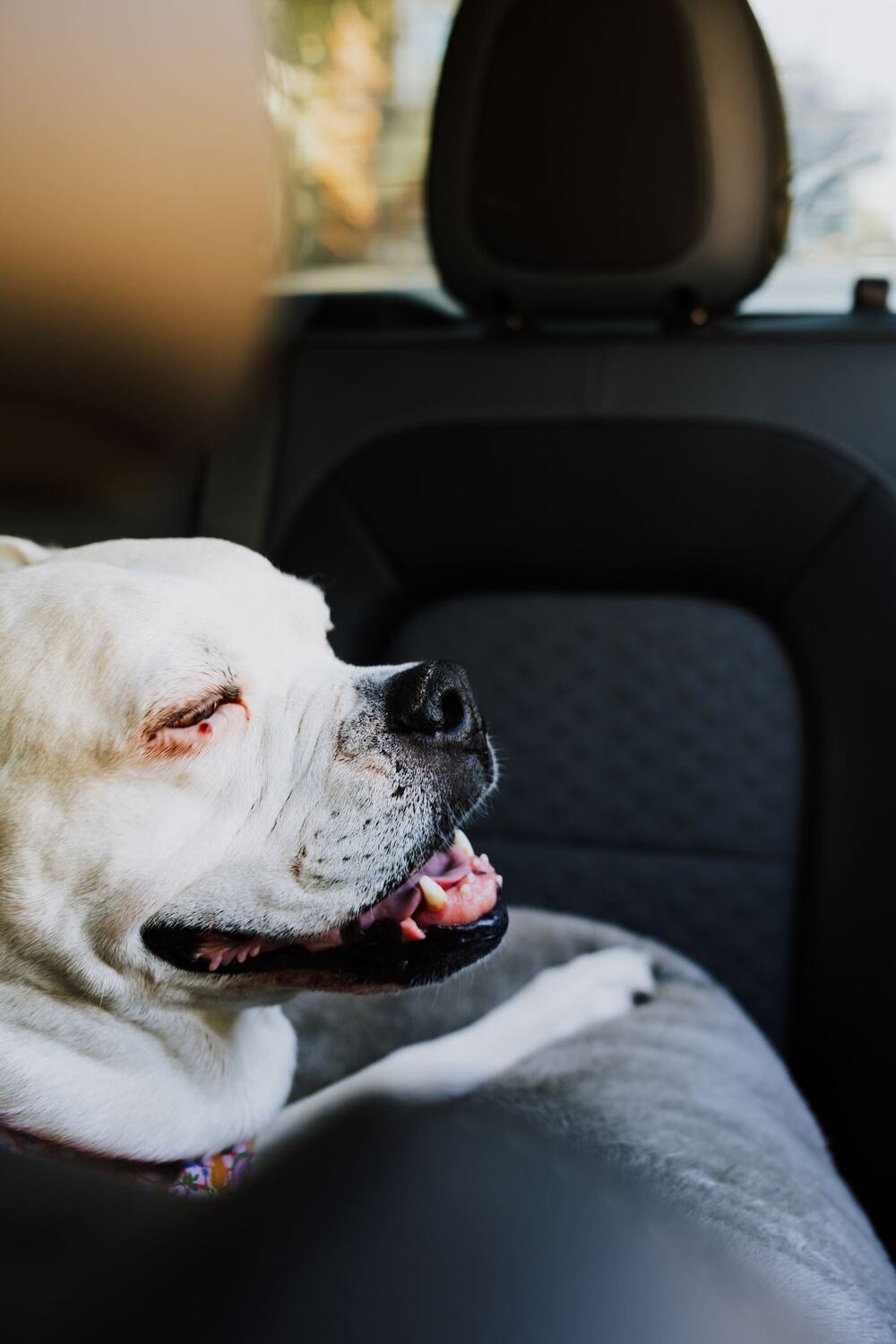 White Boxer dog relaxing on the back seat of a car with its mouth open