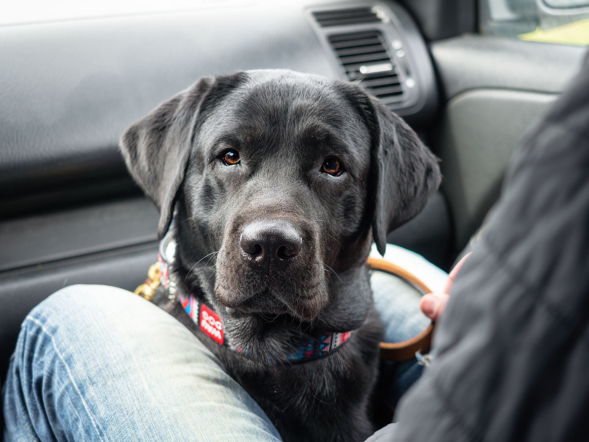 Black Labrador sitting on a passenger's lap inside a car