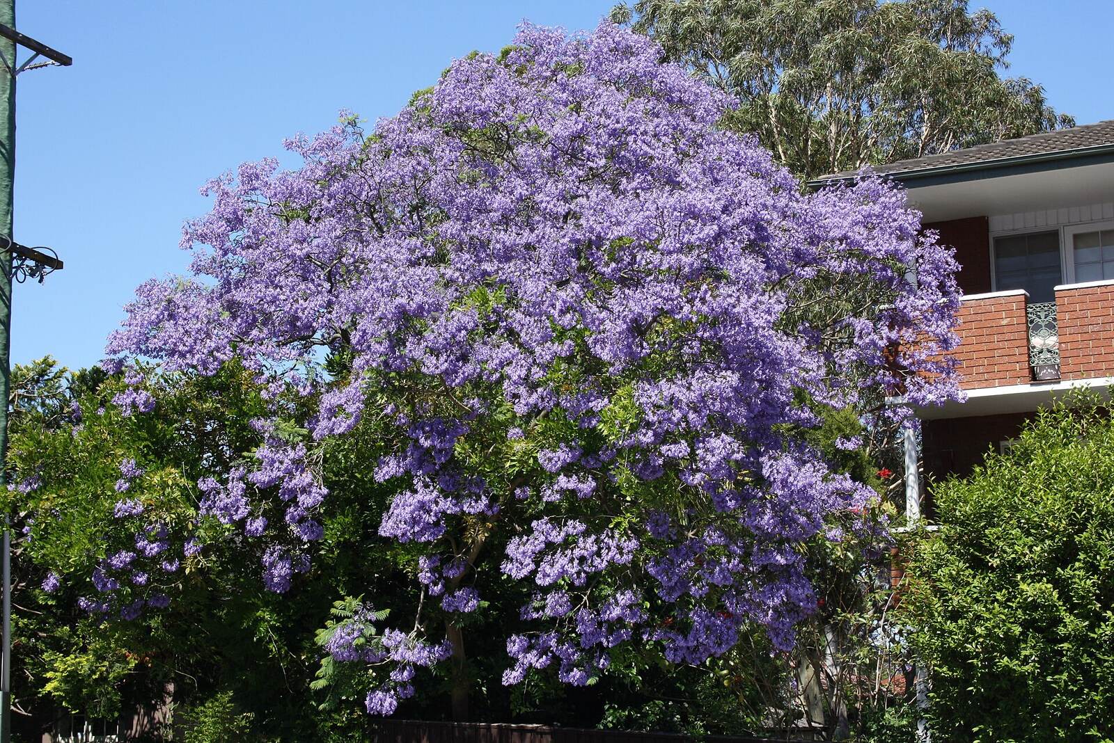 Jacaranda tree in full purple flower beside a brick apartment block on Rawson Street, Epping