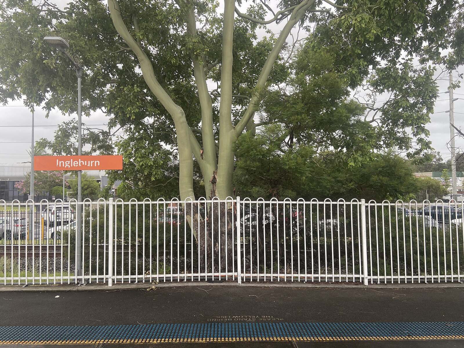 Orange Ingleburn station sign on the platform fence, with a large gum tree behind