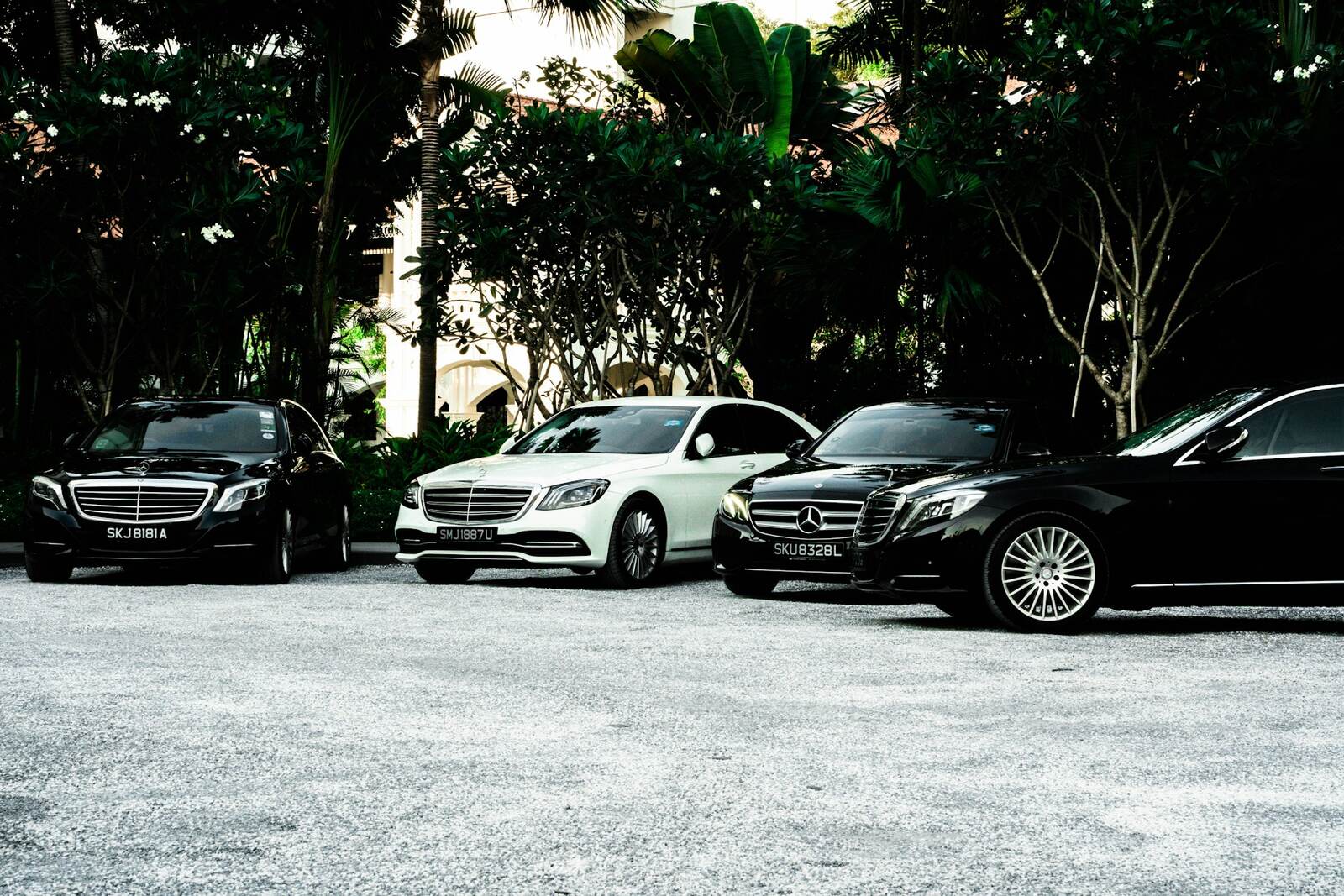 Four black and white Mercedes-Benz sedans parked side by side in front of tropical trees
